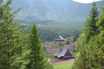  Jak zadbać o odporność z naturalnymi suplementami